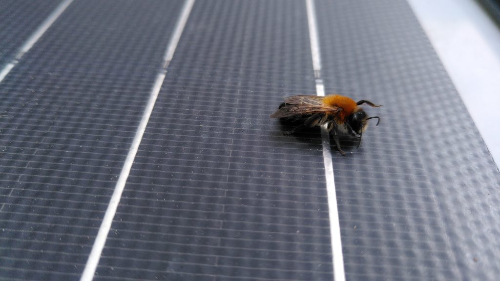 Bee on panels.  A bee is resting on a solar panel.  It's wings are folded and its head is down.  The furry thorax is dark orange.  The panel it is standing on is otherwise cleam.