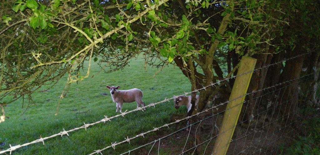 Lambs in a field.  Two lambs standing under a small tree in a field.  Their eyes appear brilliant white in the light of the flash, which also highlights the barbed wire that keeps them off the towpath.