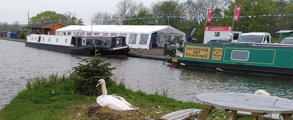 Elektrika 24.  A view across a marina to a large temporary tent set up for an event.  Moored beside it are two pairs of electric narrowboats.  In the foreground is a swan sitting on a nest.  A cygnet is sitting on the back of the swan.