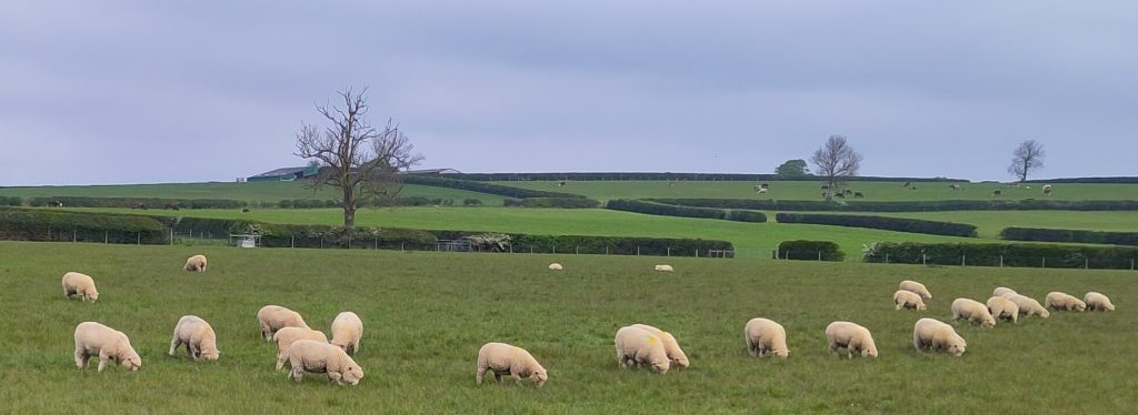 Grazing sheep.  A field of sheep with particularly fluffy and warm looking fleeces.  They are mostly in a line with their heads down grazing.  There are gently rolling fields beyond under a dark sky.