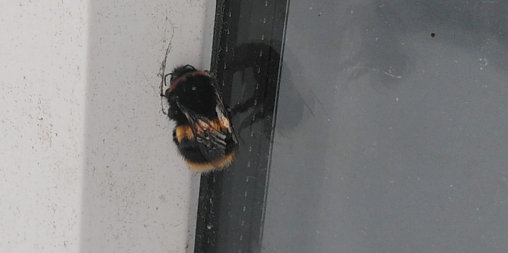 Bumble bee on a window. The bee is on the join between the window and the frame. Its wings are at rest above its fluffy body. Its profile can be seen reflected in the window.