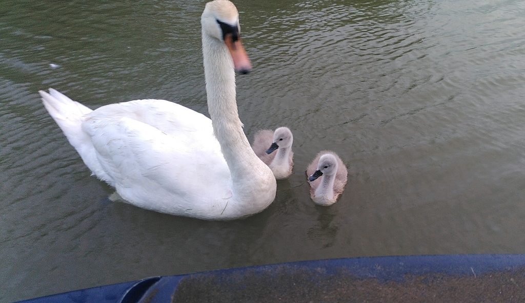 Swan and cygnets.  Two cygnets swim close to their mother near the stern of a narrowboat.
