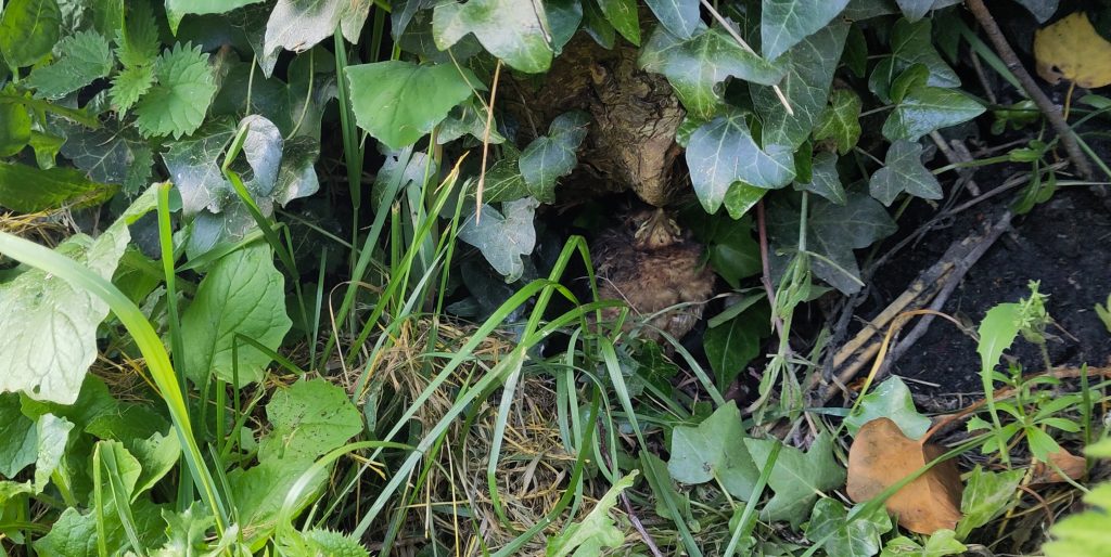 Baby blackbird.  A hedge with a small gap in it reveals a baby blackbird.  The bird is very well camouflaged making it easily missed.